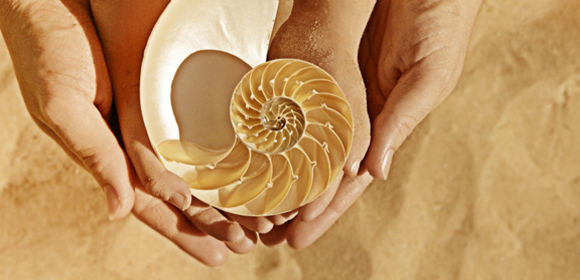 shells-580x280